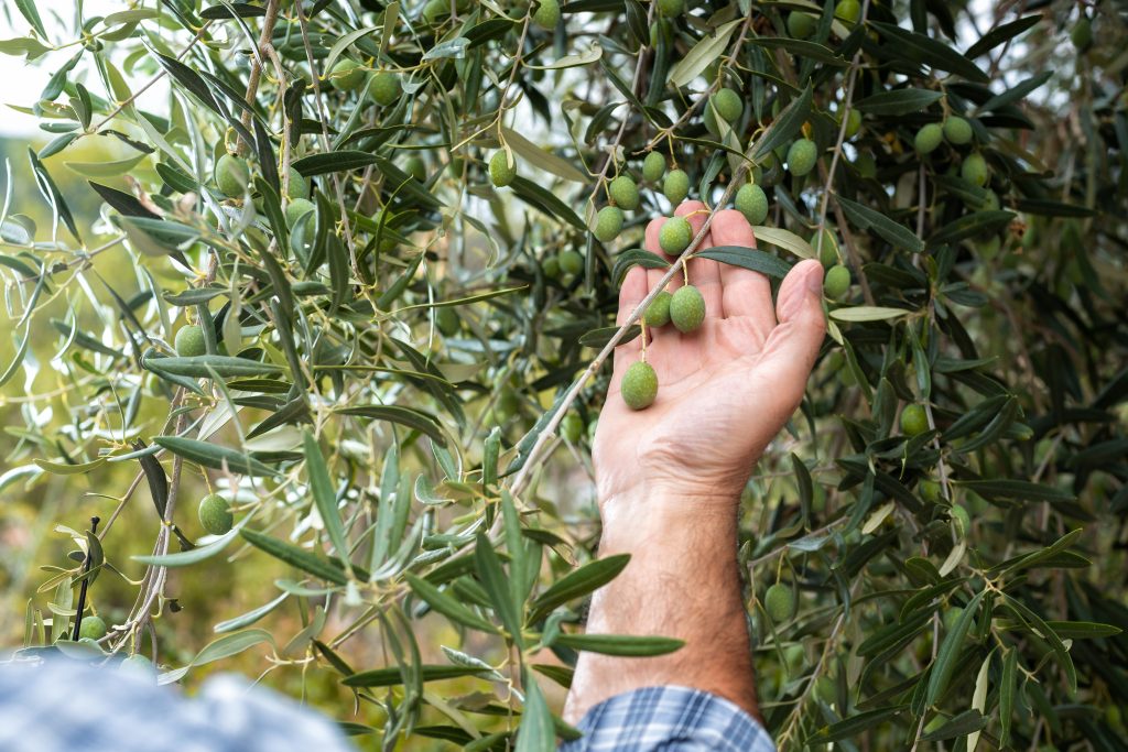 Oleamurgia olio extravergine di oliva di puglia