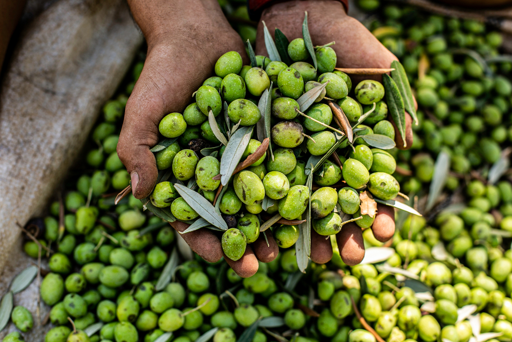 olio biologico oleamurgia olio di puglia oleificio sociale cassano delle murge