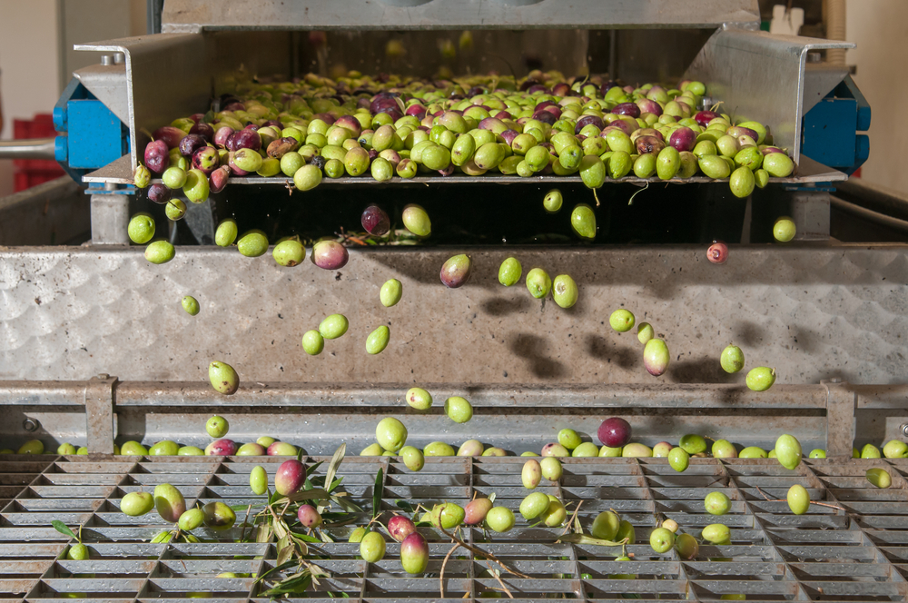 produzione olio oleamurgia oleificio cassano delle murge